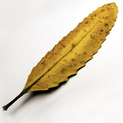 Rewarewa Leaf