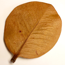 Leaf From the City