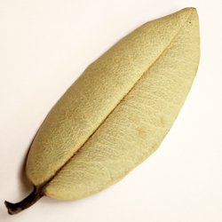 Pittosporum Leaf Brooch