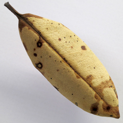Real Pohutakawa Leaf Brooch