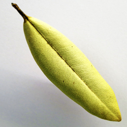 Pittosporum Leaf Brooch ..yellow